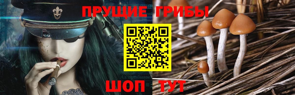 Волоколамск  Псилоцибиновые грибы мухоморы  Вход с VPN 